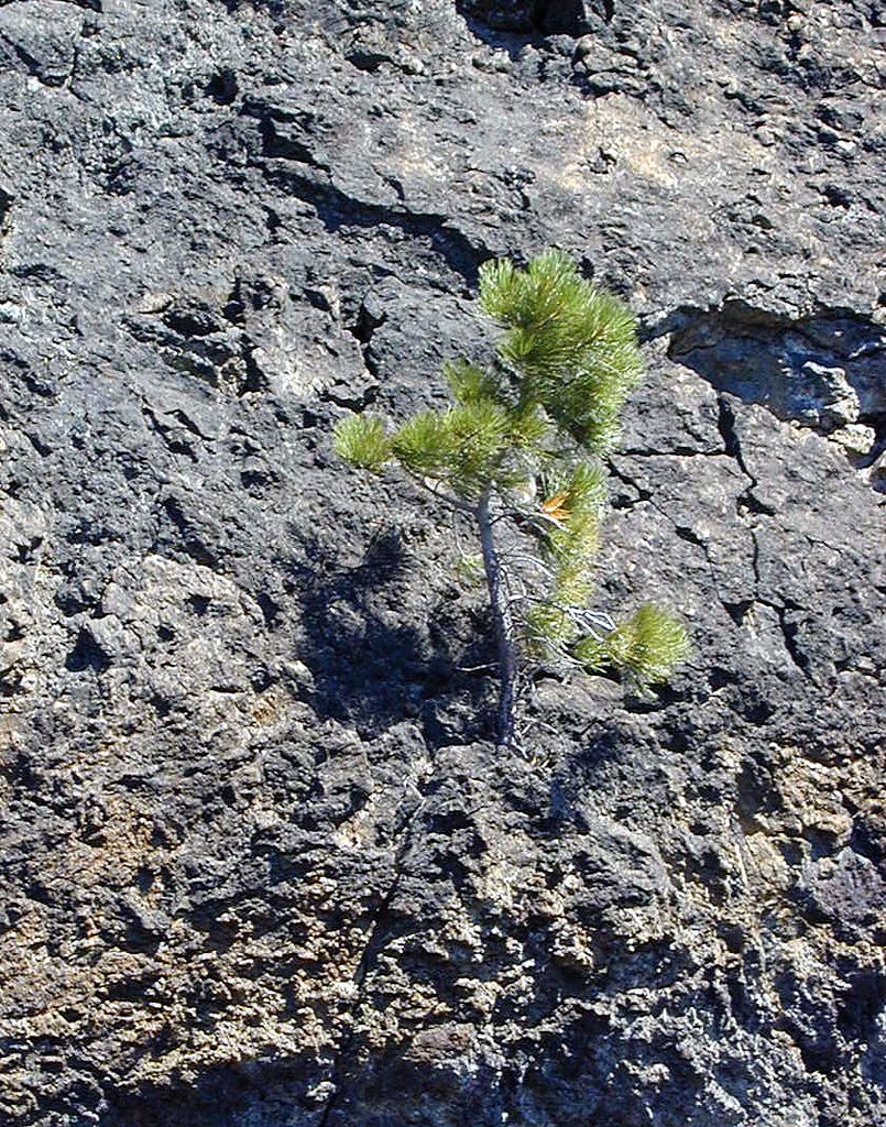 05-Aug-2000
Lavaland, OR
Small tree growing out of the rock