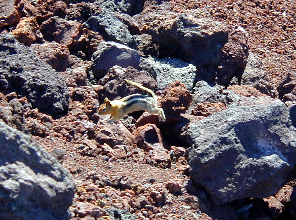 05-Aug-2000
Lavaland, OR
Golden Crested Ground Squirrel