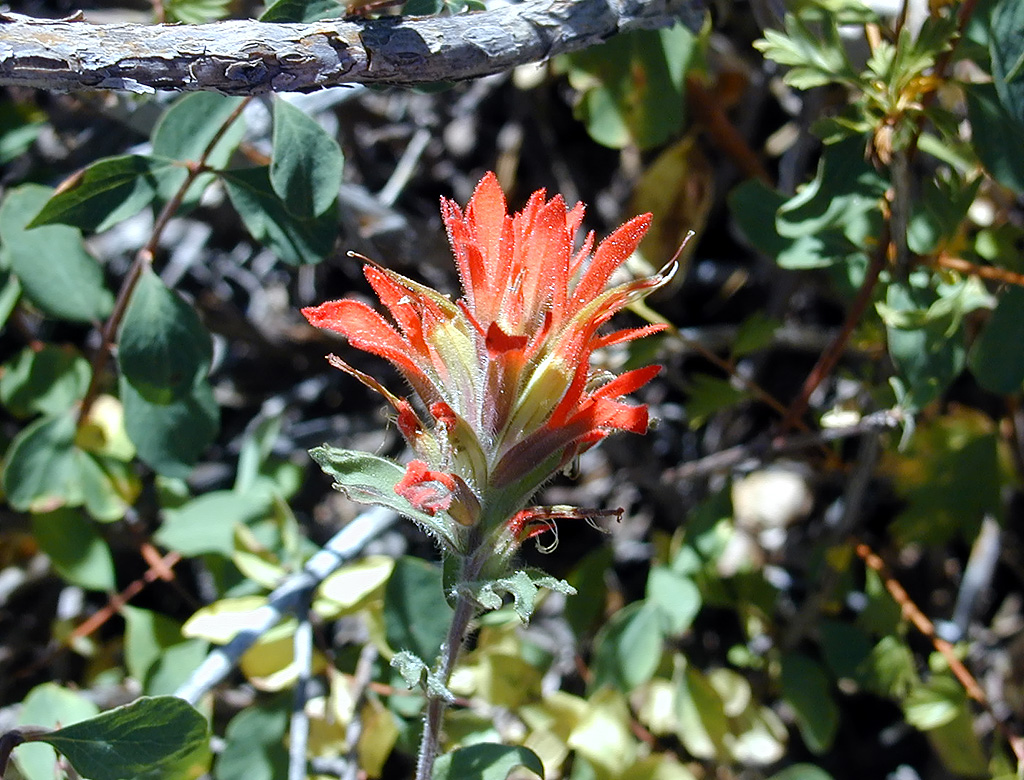 05-Aug-2000
Lava Cast Forest, OR
Giant Red Paintbrush