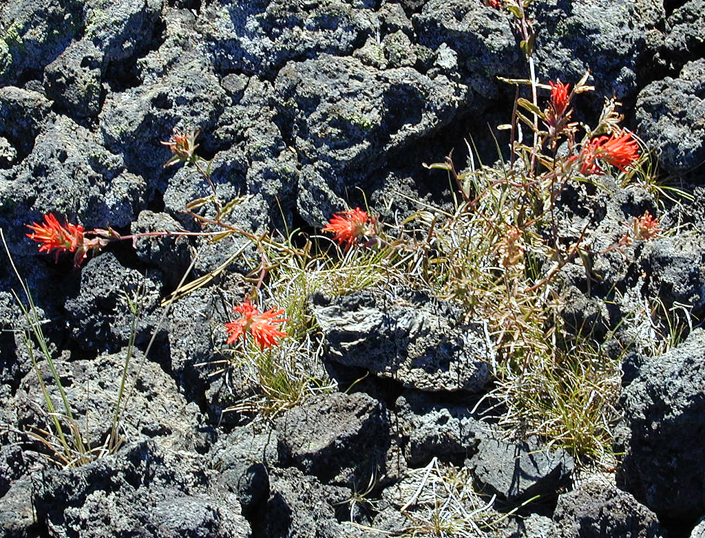 05-Aug-2000
Lava Cast Forest, OR
Giant Red Paintbrush plants