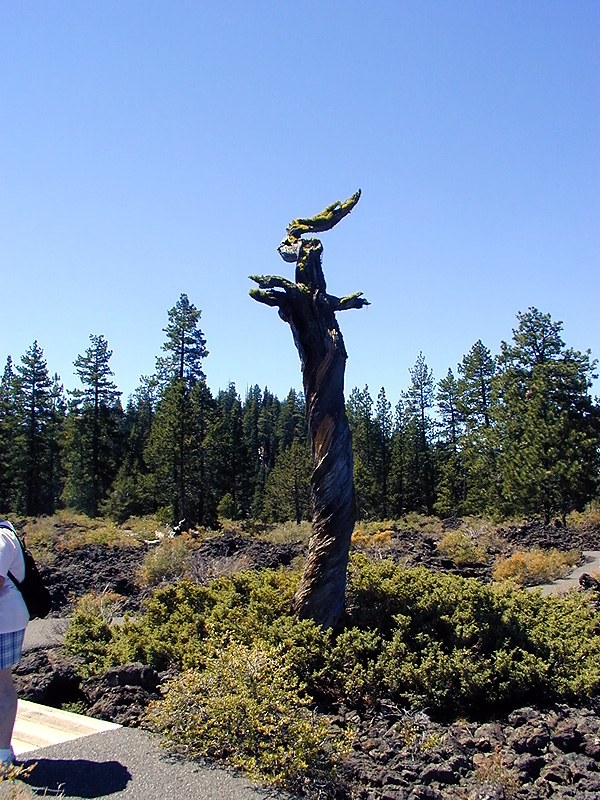05-Aug-2000
Lava Cast Forest, OR
Tree trunk