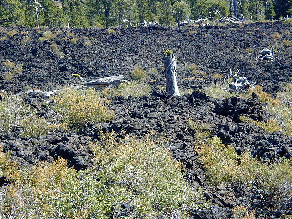 05-Aug-2000
Lava Cast Forest, OR
New growth on dead tree trunk