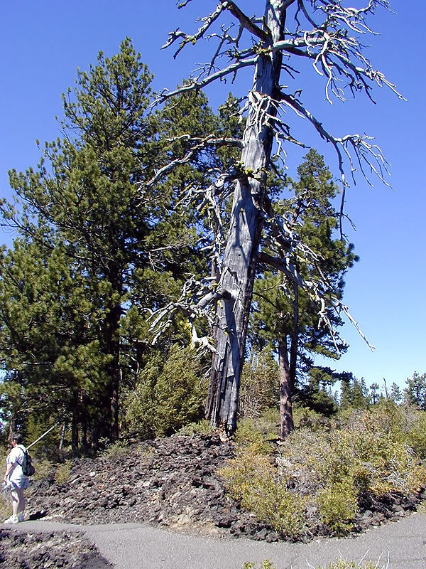 05-Aug-2000
Lava Cast Forest, OR
Dead tree