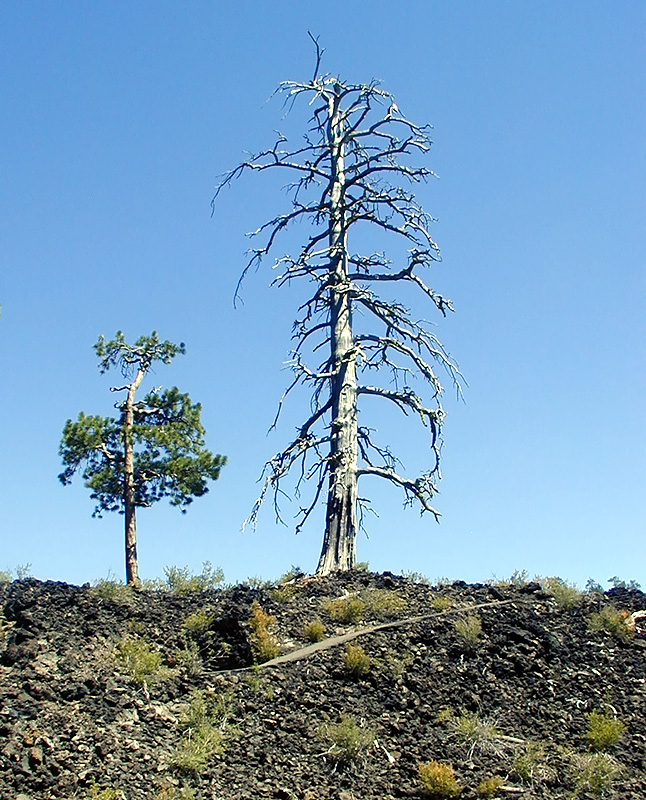 05-Aug-2000
Lava Cast Forest, OR
New and old trees