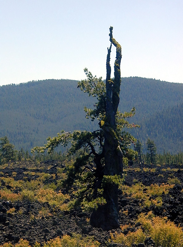 05-Aug-2000
Lava Cast Forest, OR
New growth on dead tree trunk
