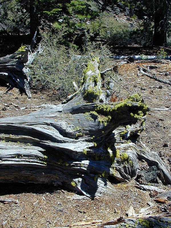 05-Aug-2000
Lava Cast Forest, OR
Moss growing on a dead tree trunk