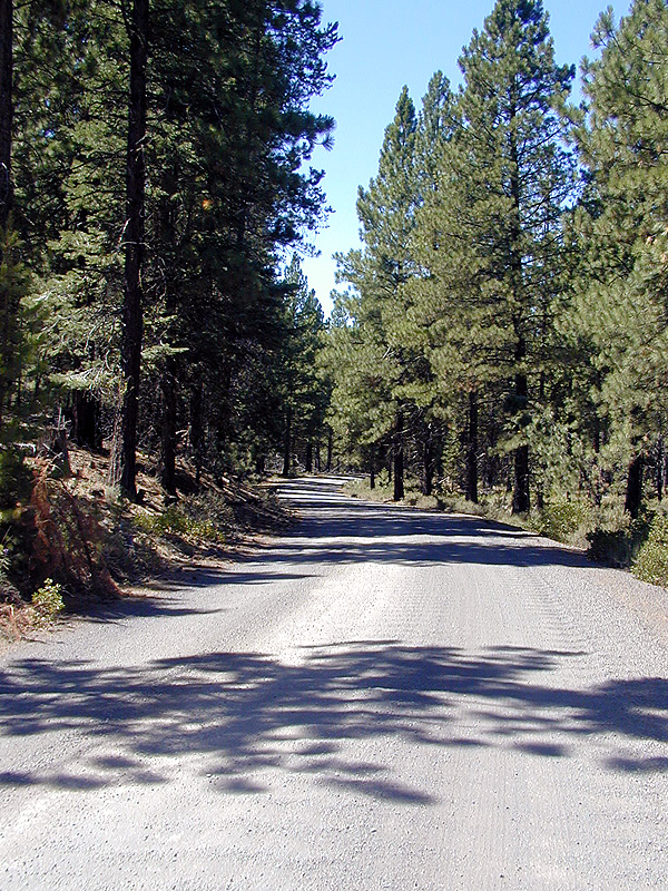 05-Aug-2000
Lava Cast Forest, OR
Gravel road