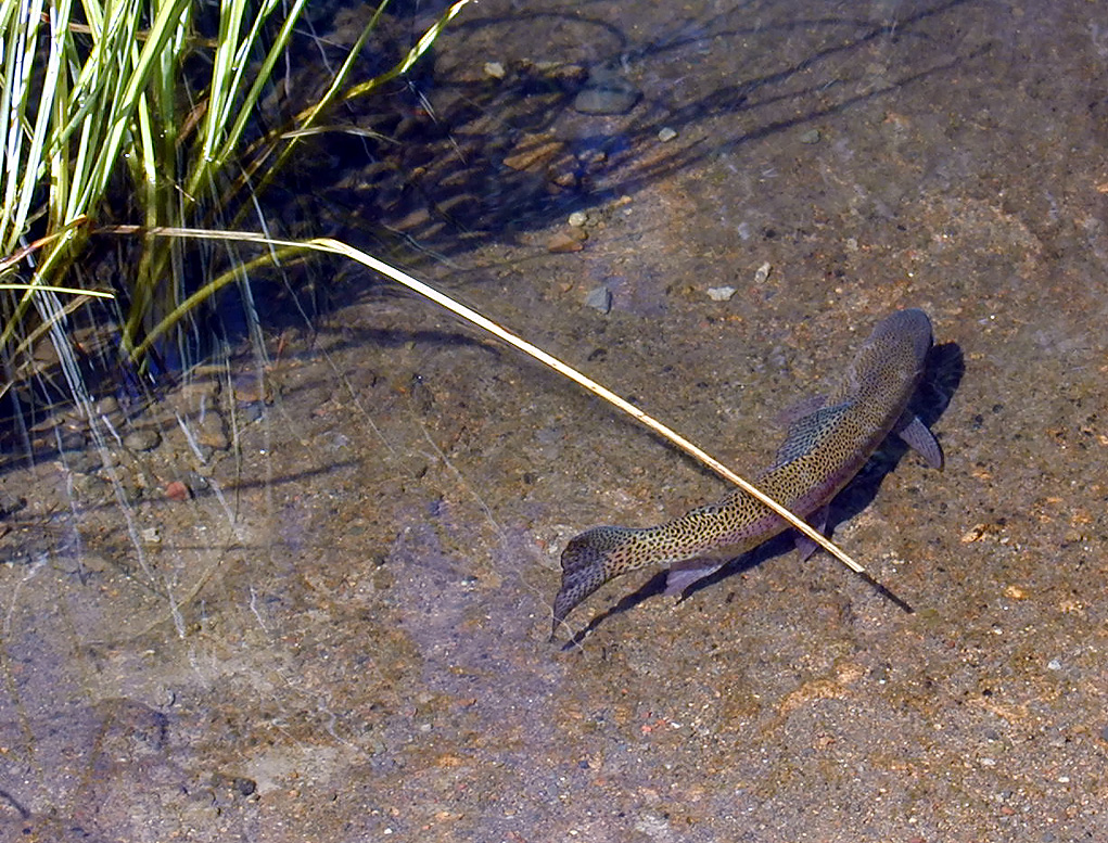 05-Aug-2000
Bend, OR
High Desert Museum - Rainbow Trout