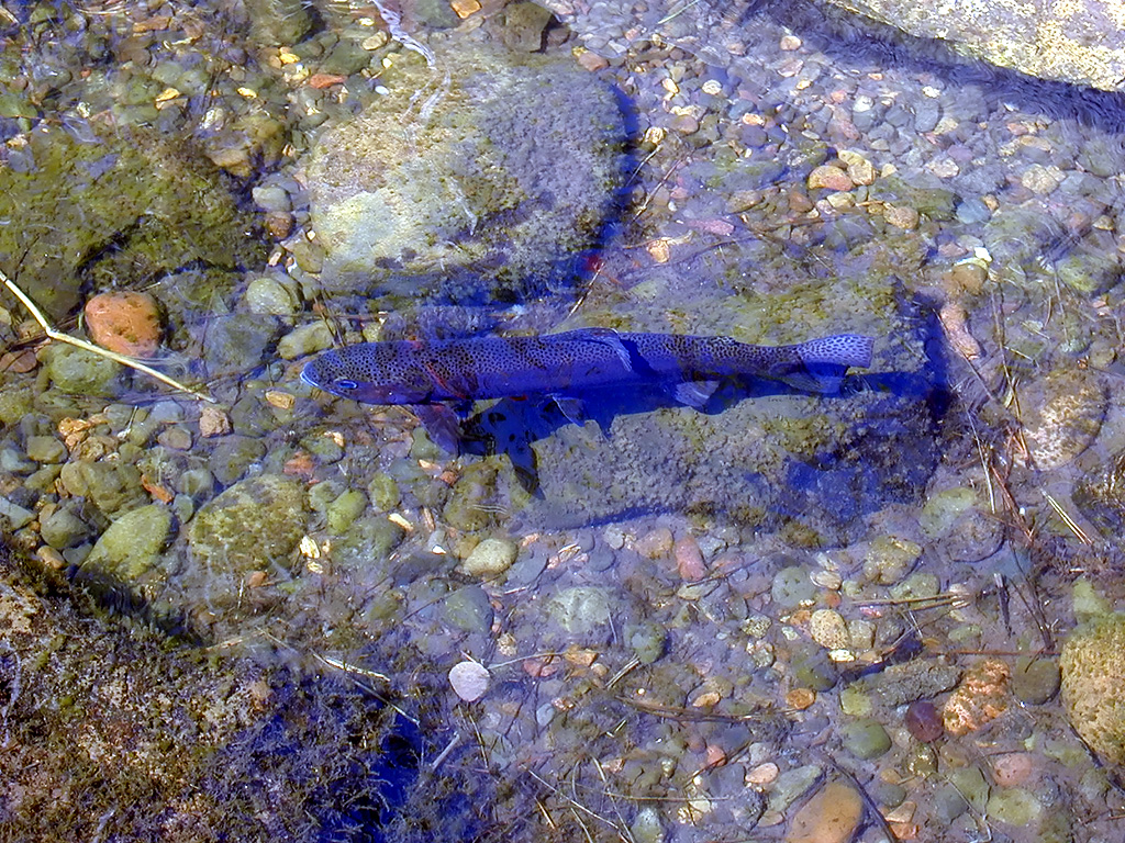 05-Aug-2000
Bend, OR
High Desert Museum - Carp