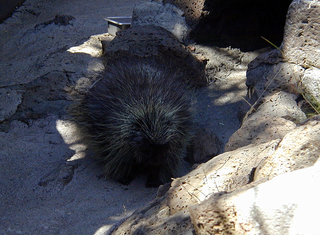 05-Aug-2000
Bend, OR
High Desert Museum - Porcupine