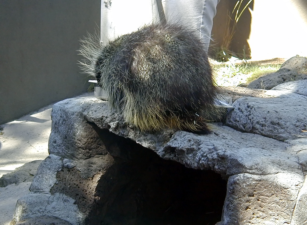 05-Aug-2000
Bend, OR
High Desert Museum - Porcupine