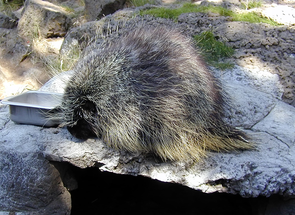 05-Aug-2000
Bend, OR
High Desert Museum - Porcupine