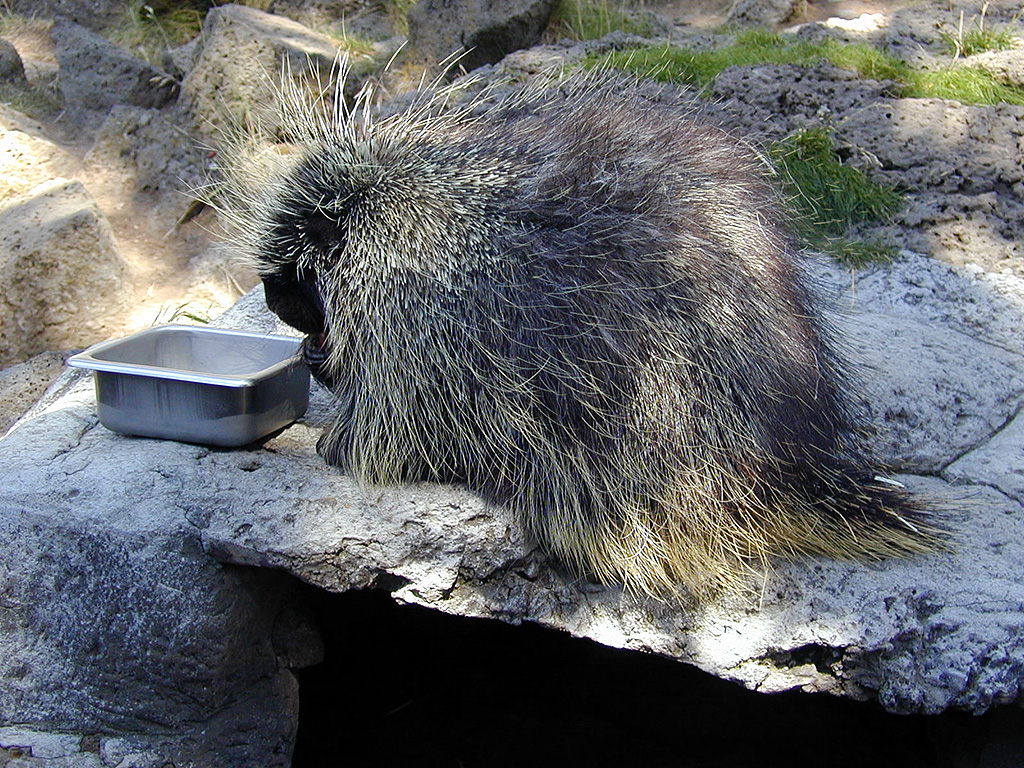 05-Aug-2000
Bend, OR
High Desert Museum - Porcupine