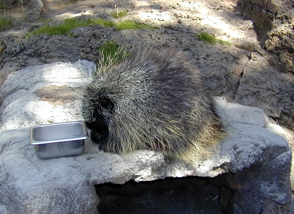 05-Aug-2000
Bend, OR
High Desert Museum - Porcupine