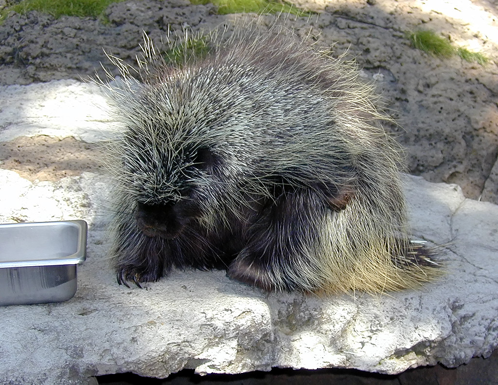 05-Aug-2000
Bend, OR
High Desert Museum - Porcupine