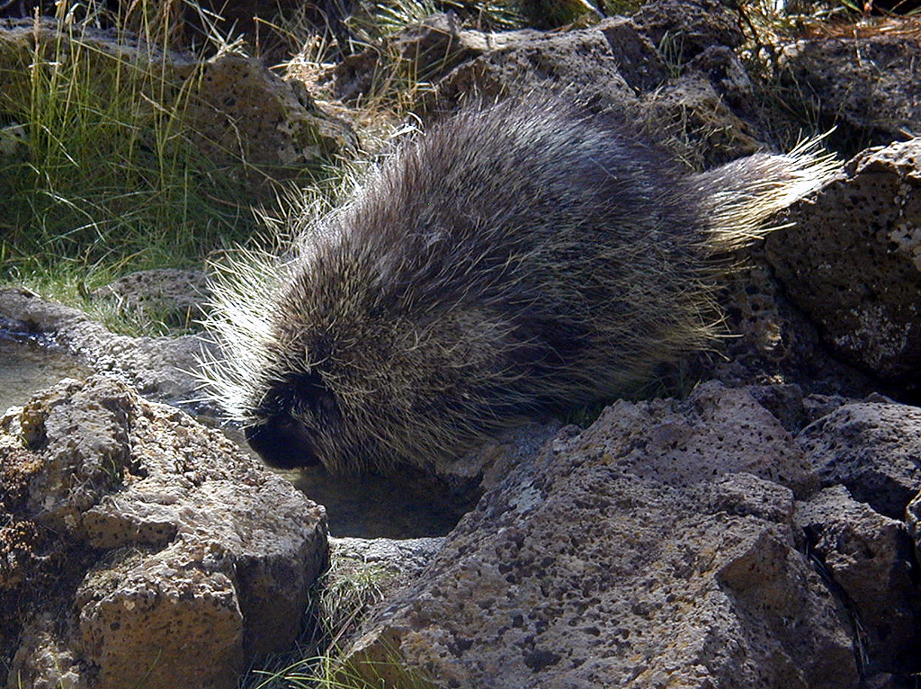 05-Aug-2000
Bend, OR
High Desert Museum - Porcupine