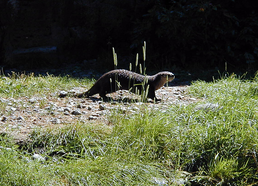 05-Aug-2000
Bend, OR
High Desert Museum - Otter