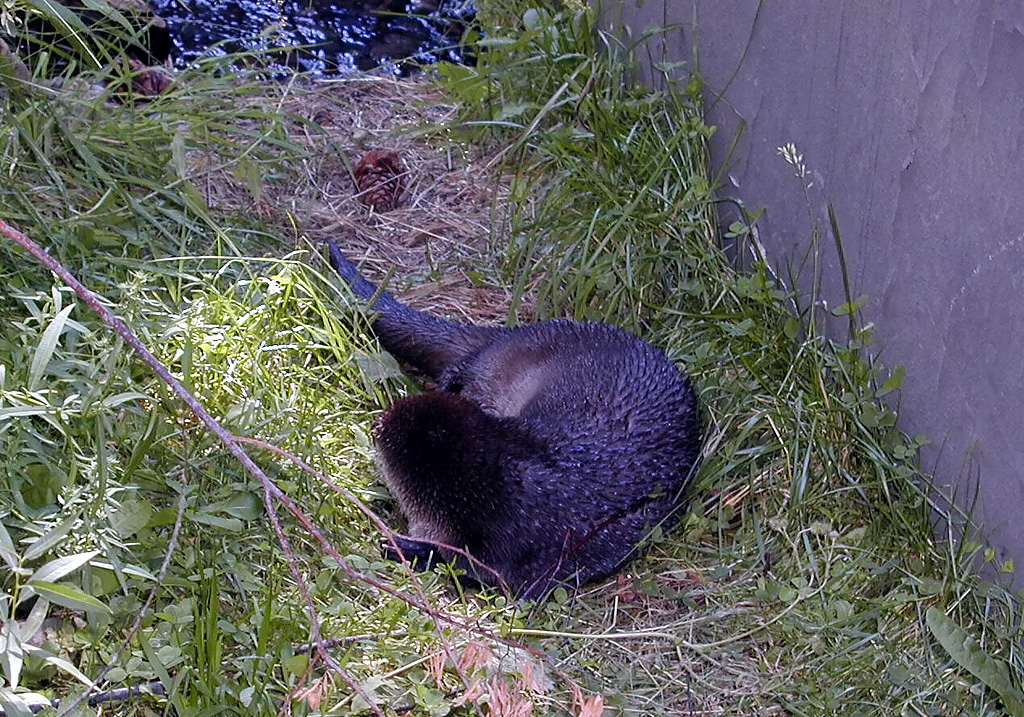 05-Aug-2000
Bend, OR
High Desert Museum - Otter