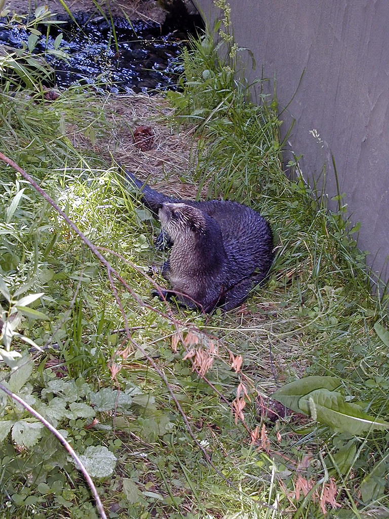 05-Aug-2000
Bend, OR
High Desert Museum - Otter