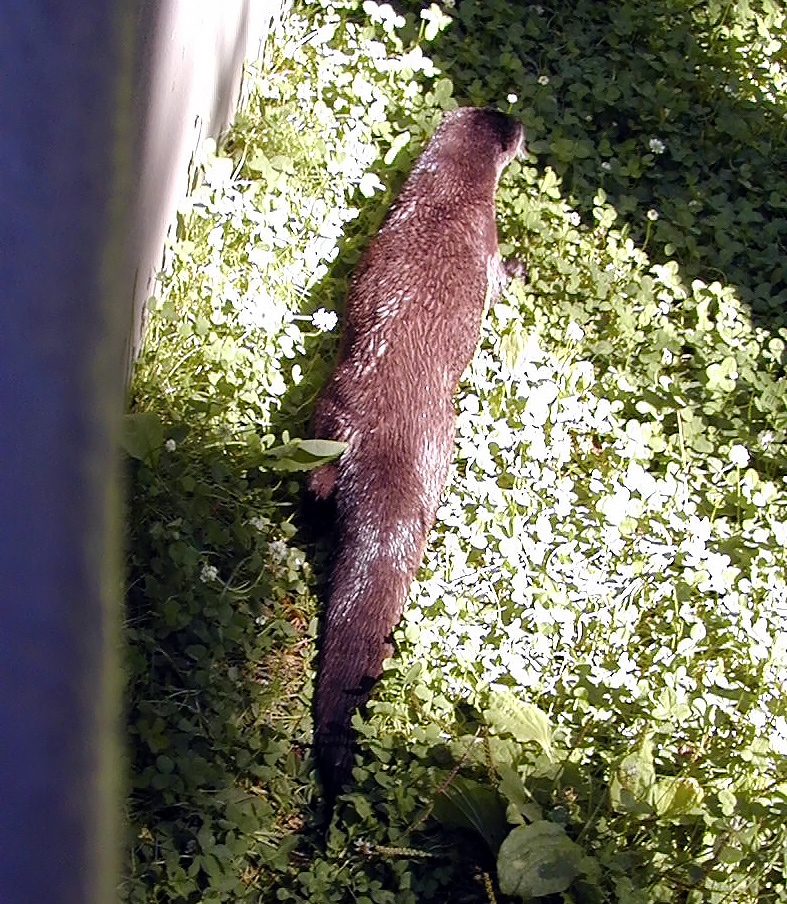 05-Aug-2000
Bend, OR
High Desert Museum - Otter