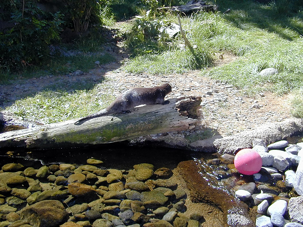 05-Aug-2000
Bend, OR
High Desert Museum - Otter