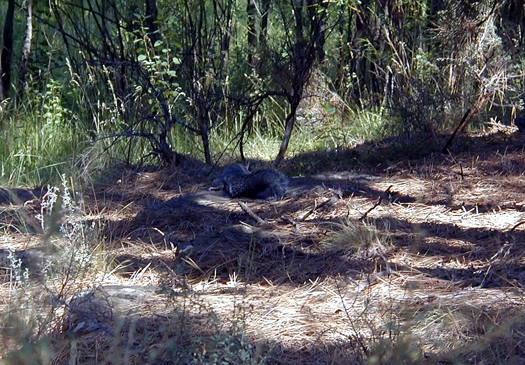 05-Aug-2000
Bend, OR
High Desert Museum - Otter