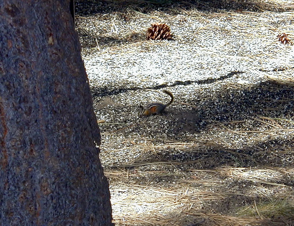 05-Aug-2000
Bend, OR
High Desert Museum - Chipmunk