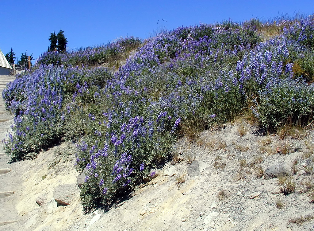 06-Aug-2000
Mount Hood, OR
Bank of sub-alpine lupines