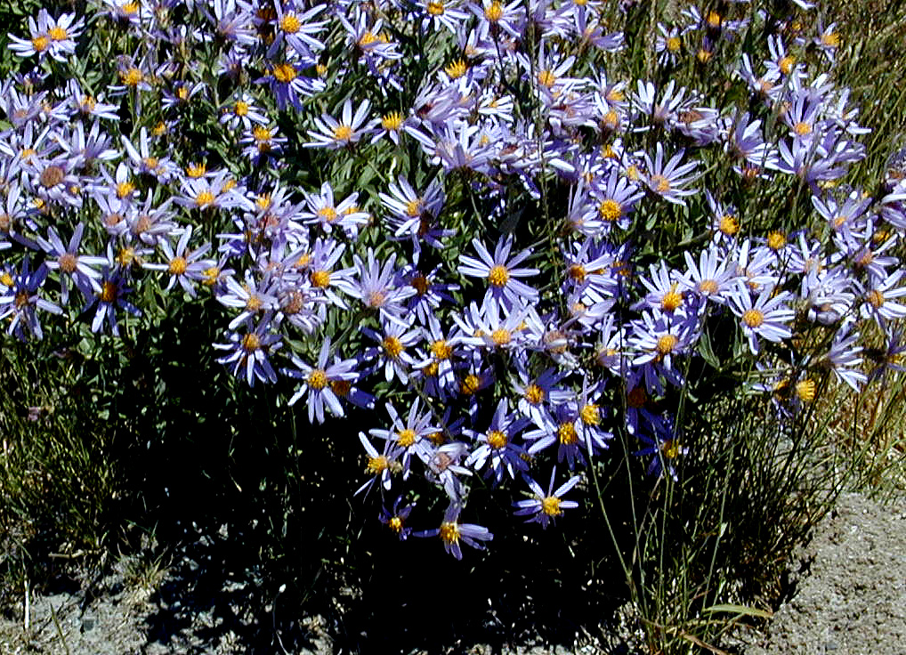 06-Aug-2000
Mount Hood, OR
Flowers