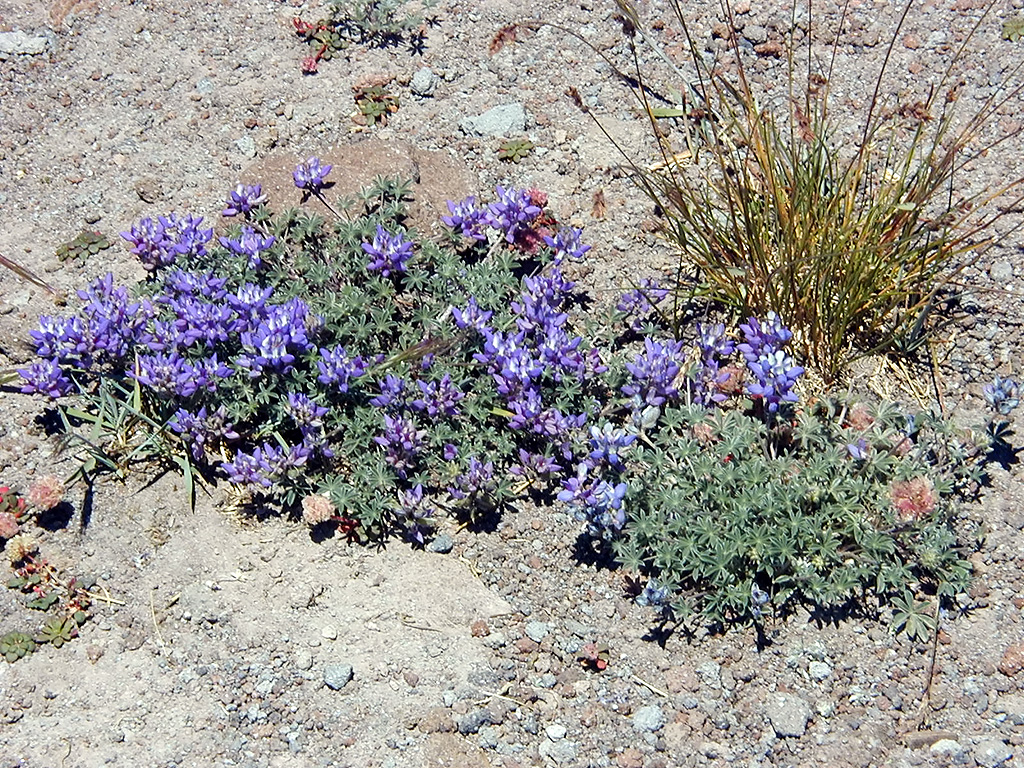 06-Aug-2000
Mount Hood, OR
Sub-alpine Lupines