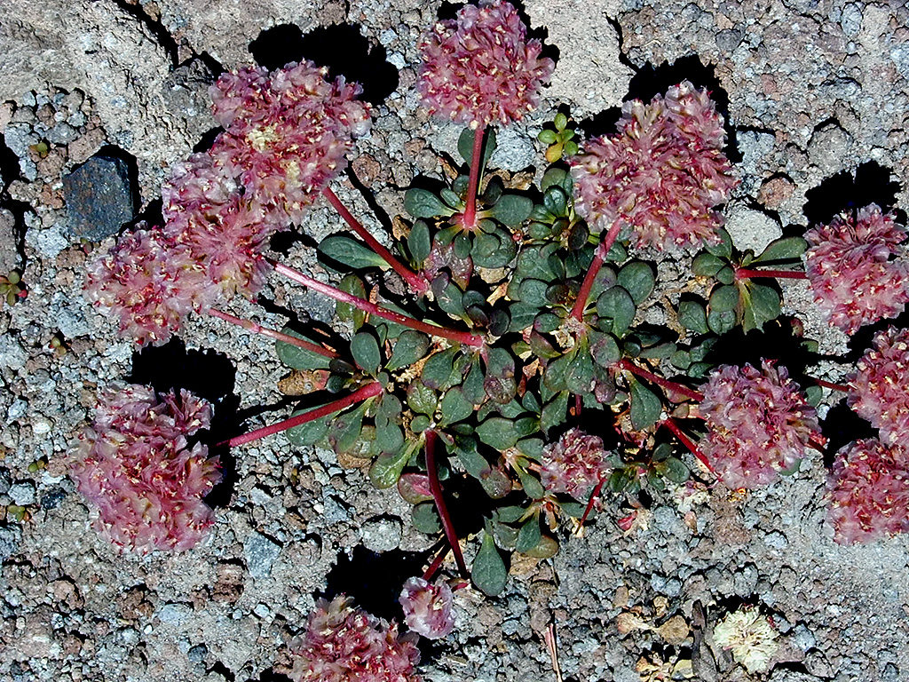 06-Aug-2000
Mount Hood, OR
Flowers ??