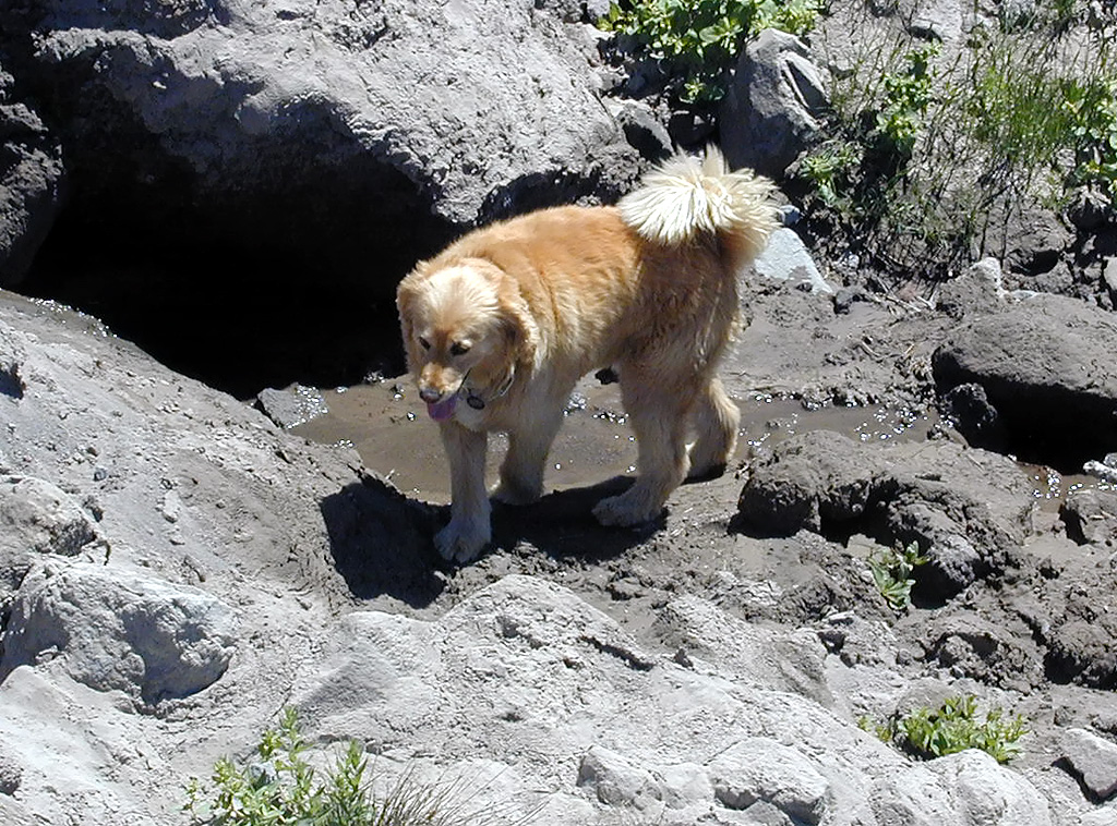 06-Aug-2000
Mount Hood, OR
Dog
