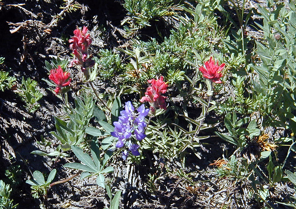 06-Aug-2000
Mount Hood, OR
Flowers ??