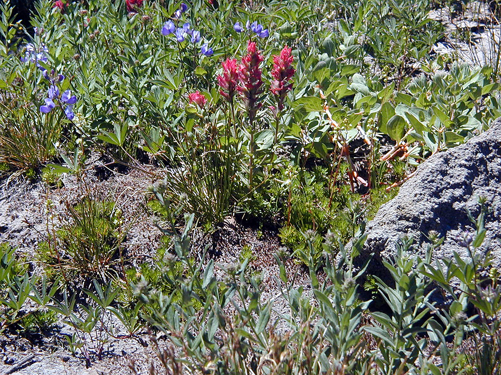 06-Aug-2000
Mount Hood, OR
Flowers ??