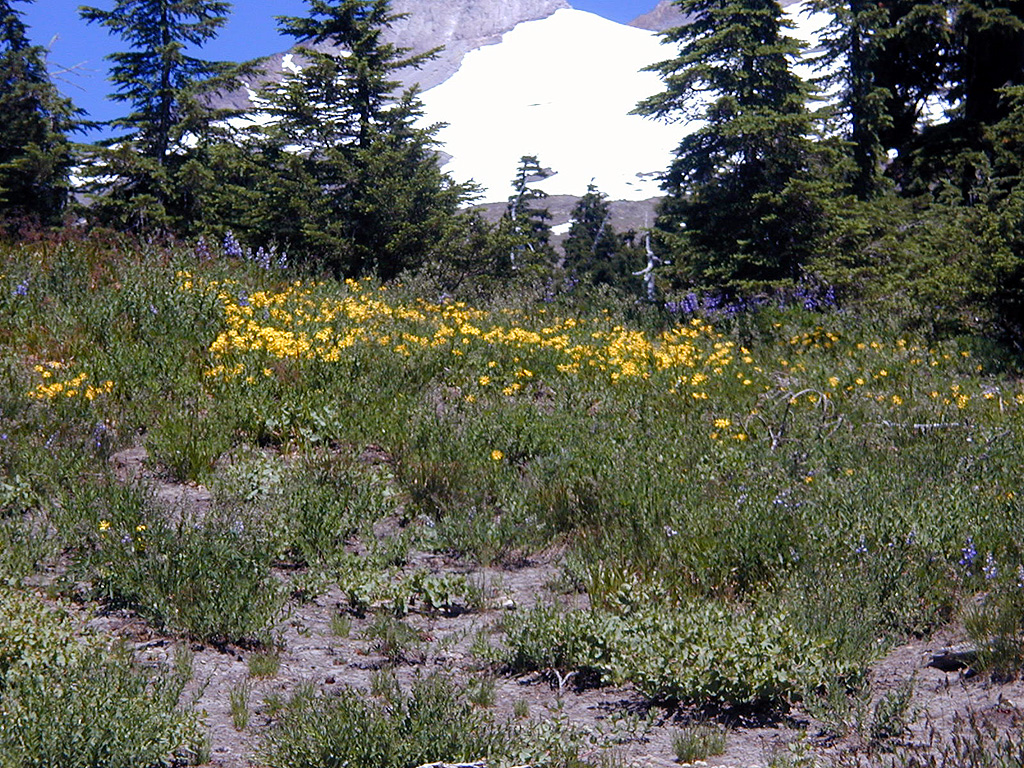 06-Aug-2000
Mount Hood, OR
Flowers ??