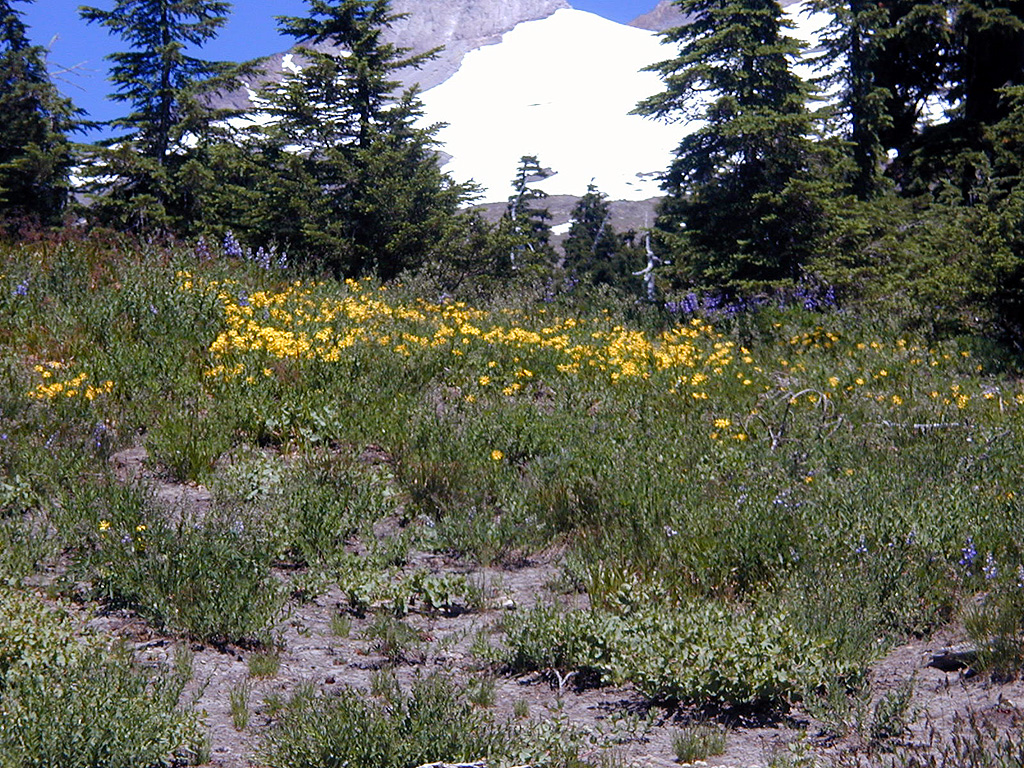 06-Aug-2000
Mount Hood, OR
Flowers ??