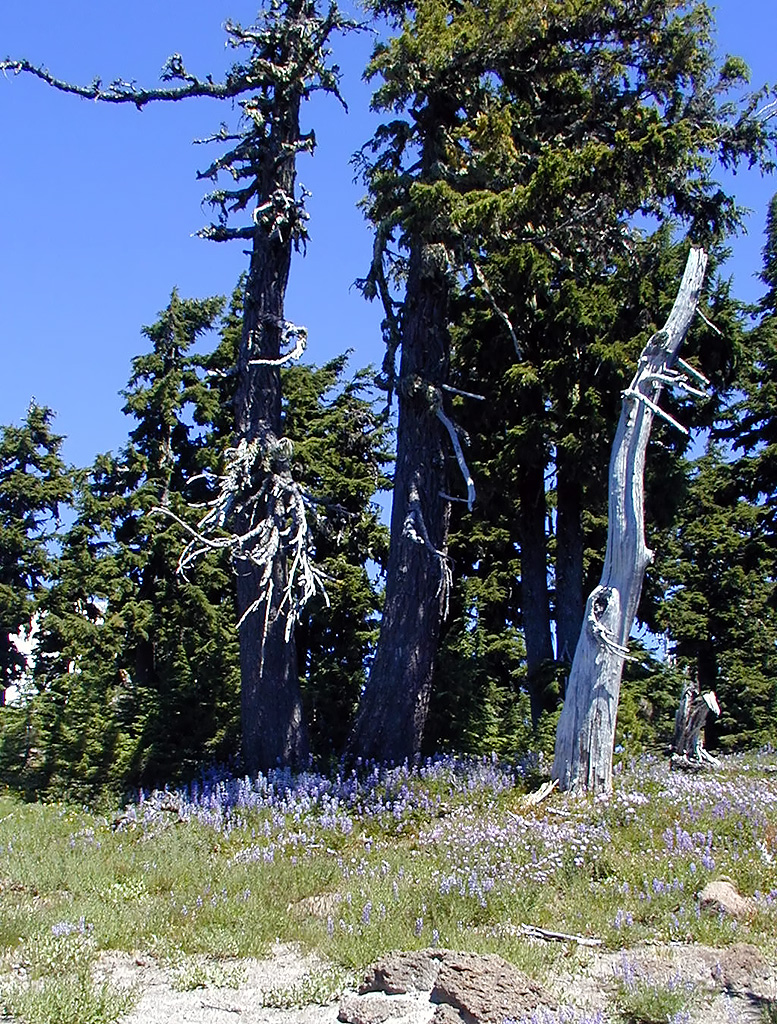 06-Aug-2000
Mount Hood, OR
Flowers ??