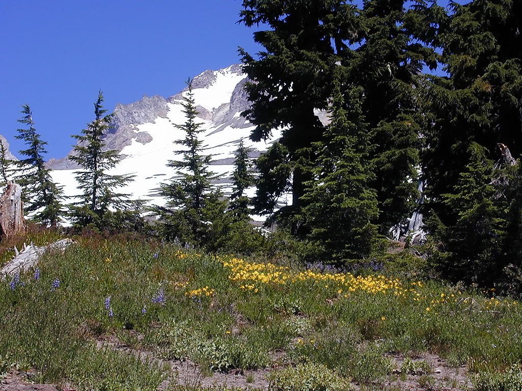 06-Aug-2000
Mount Hood, OR
Flowers ??