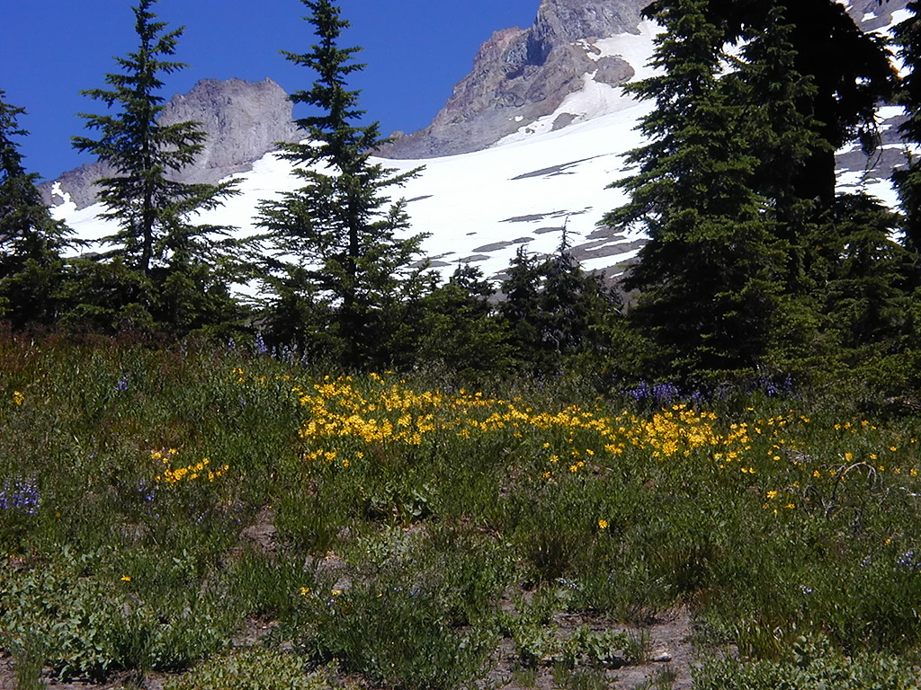 06-Aug-2000
Mount Hood, OR
Flowers ??