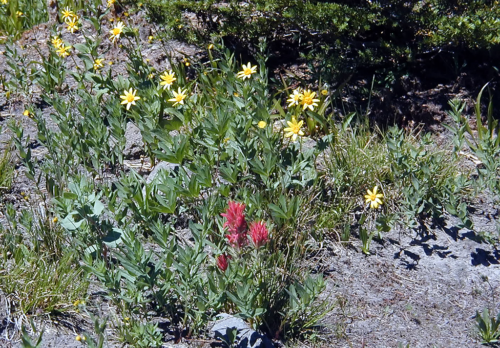06-Aug-2000
Mount Hood, OR
Flowers ??