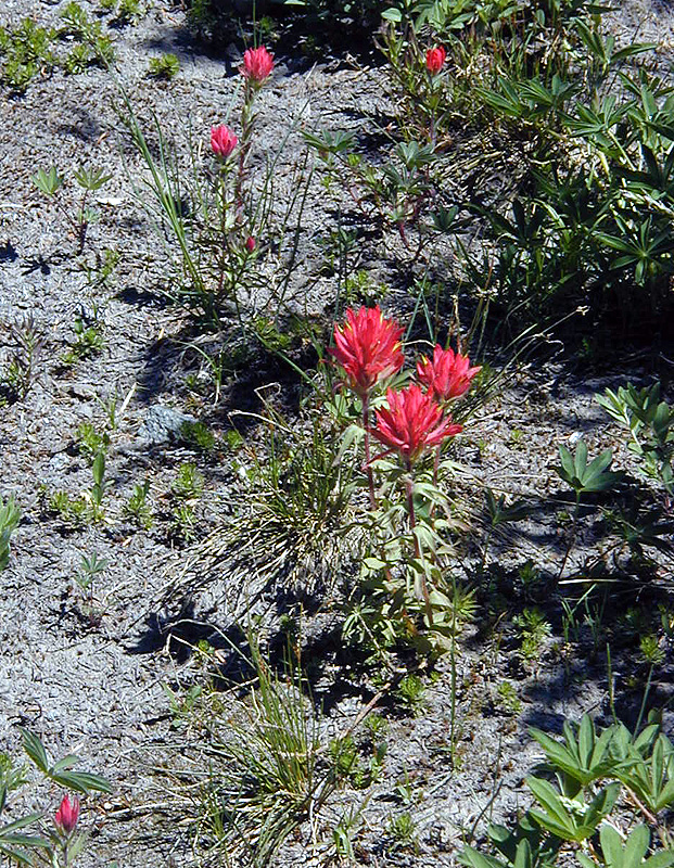 06-Aug-2000
Mount Hood, OR
Giant red paintbrush flowers