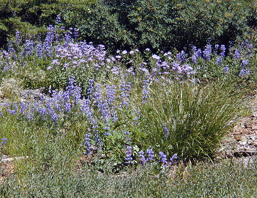 06-Aug-2000
Mount Hood, OR
Sub-alpine lupines