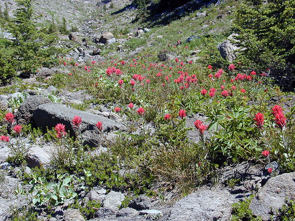 06-Aug-2000
Mount Hood, OR
Giant red paintbrushes