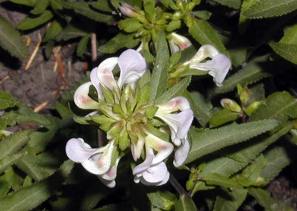 06-Aug-2000
Mount Hood, OR
Flower ??