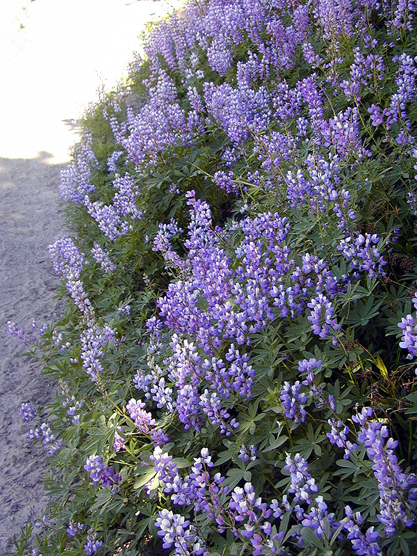 06-Aug-2000
Mount Hood, OR
Sub-alpine lupines