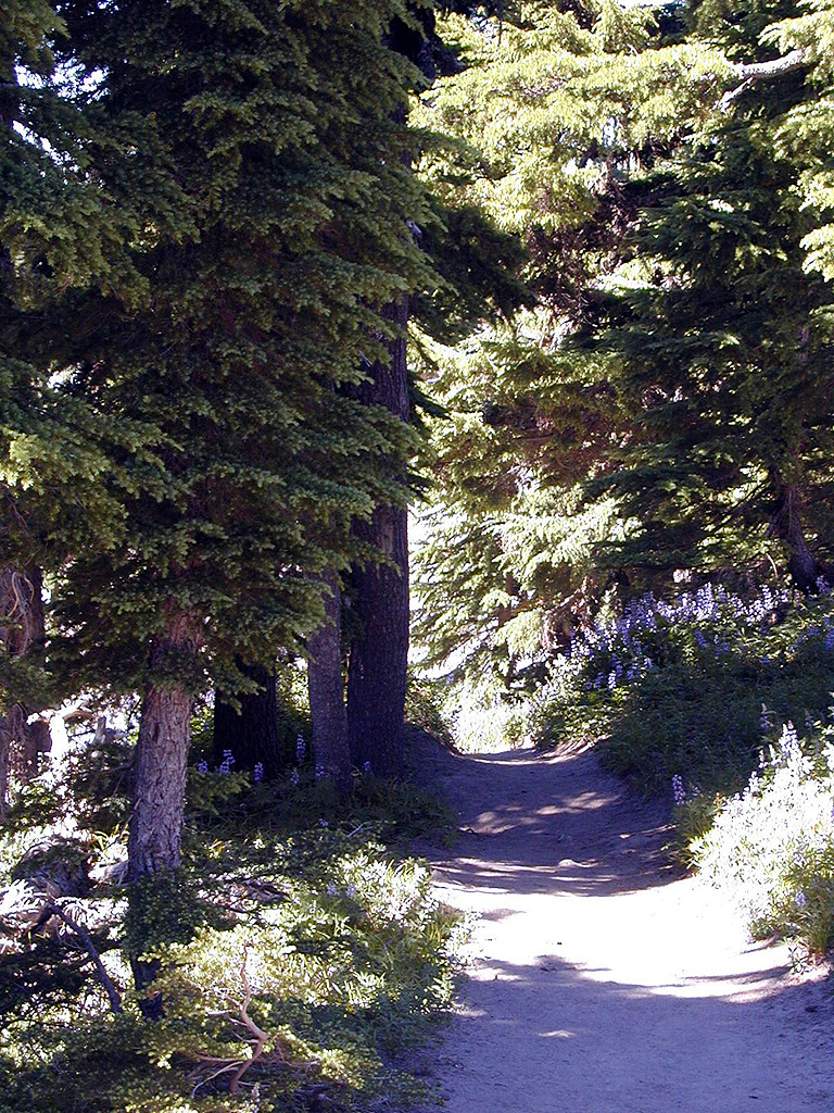 06-Aug-2000
Mount Hood, OR
Pacific Crest Trail