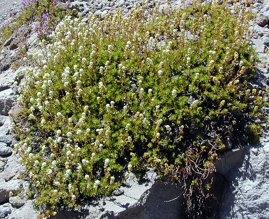 06-Aug-2000
Mount Hood, OR
Flower ??