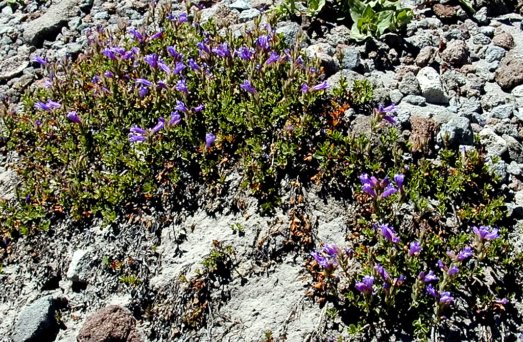 06-Aug-2000
Mount Hood, OR
Flower ??