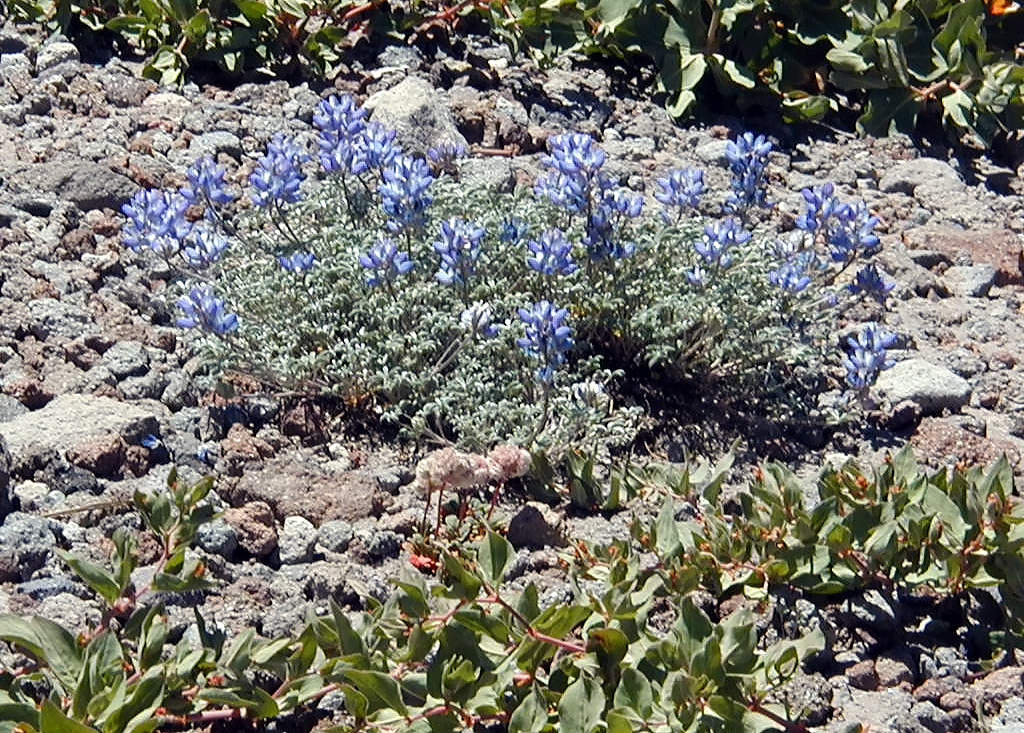 06-Aug-2000
Mount Hood, OR
Flower ??