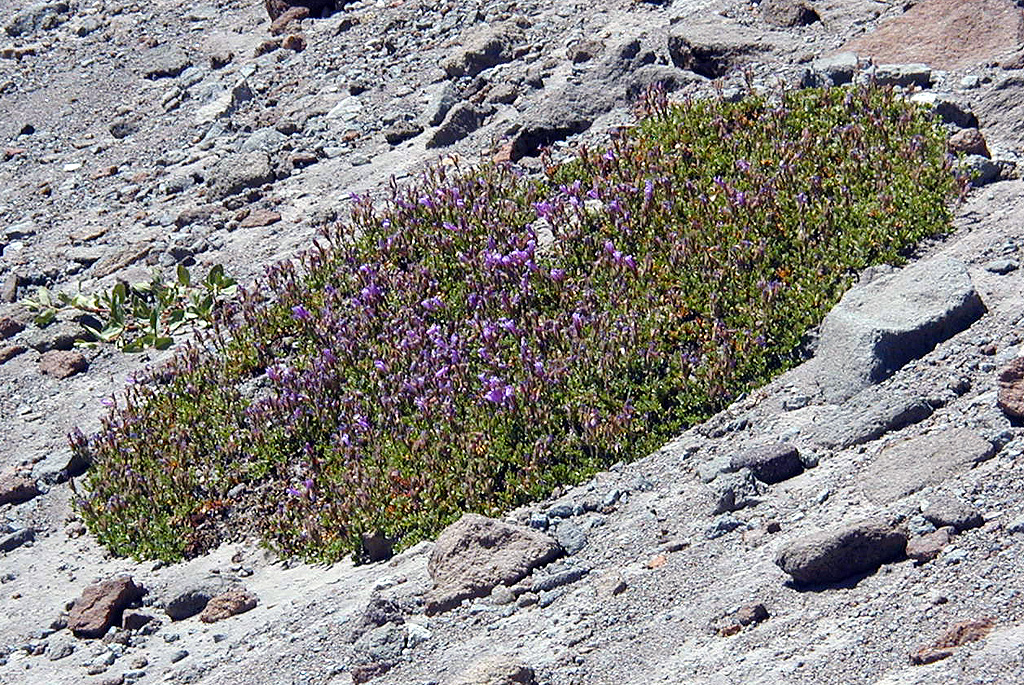 06-Aug-2000
Mount Hood, OR
Flower ??